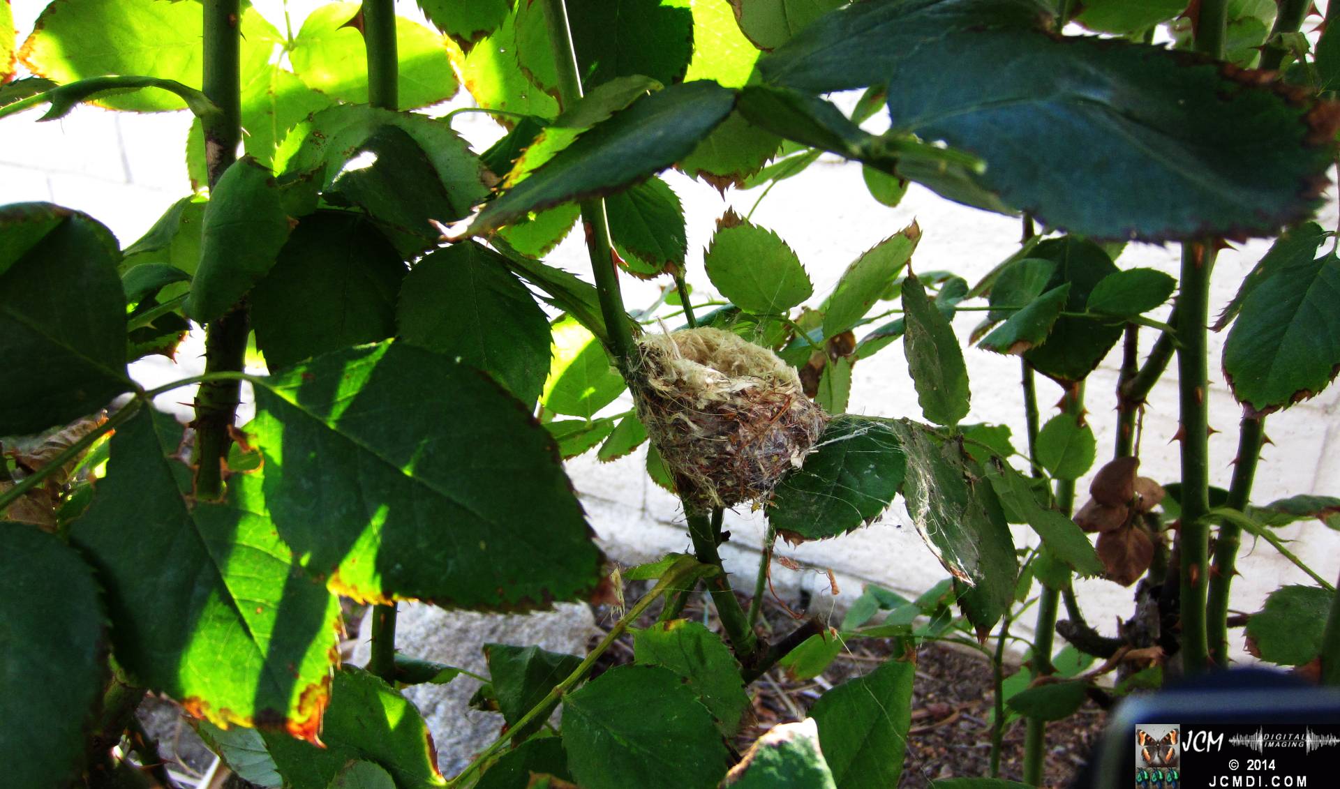 Allen's Hummingbird Nest and Filming Setup